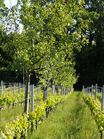 Des arbres dans les rangs de vigne au domaine Emile Grelier. Photo : domaine Emile Grelier
